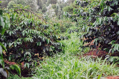 Herkunft des Kaffees: Ecuador