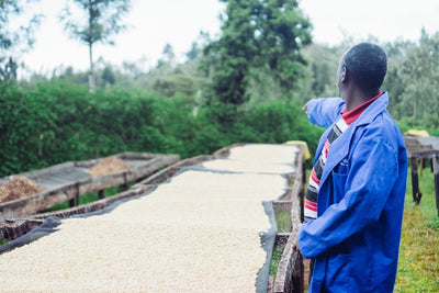 Herkunft des Kaffees: Kenia