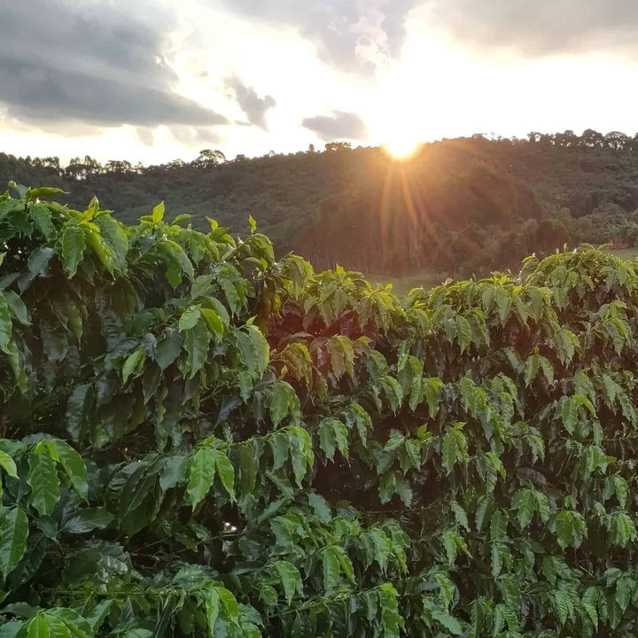 Uganda- Jukia Park - Natural Anaerobic - Keen Coffee Roasters